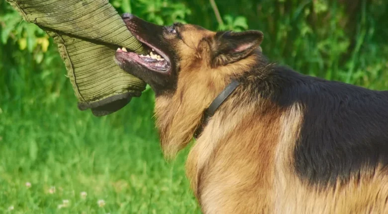 Irvine Dog Bite Attorney